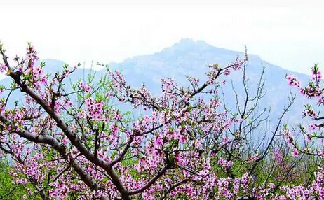 看青山綠水，賞萬畝桃花，玩篝火燒烤，相約露營基地