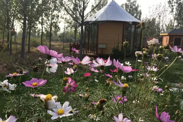 看青山綠水，賞萬畝桃花，玩篝火燒烤，相約露營基地