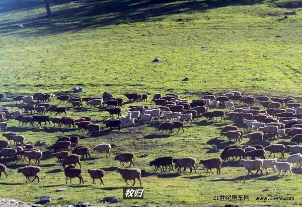 “四人幫”房車西北游 喀納斯-一個來了就不想走的地方